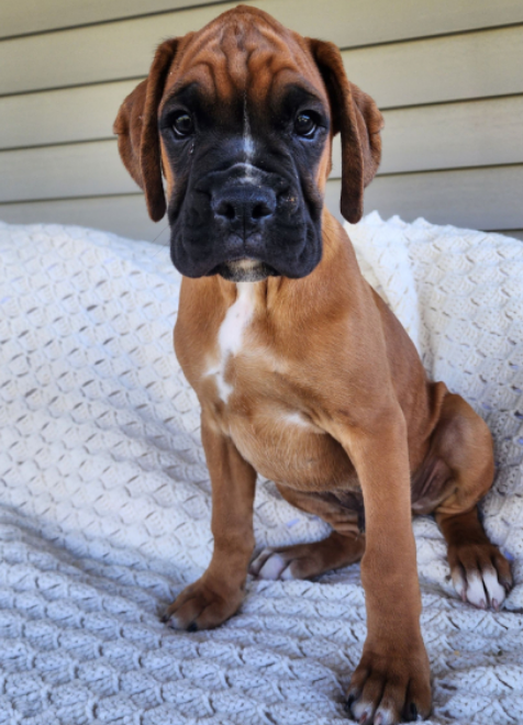 boxer puppies for sale-brindleboxerpuppieshome