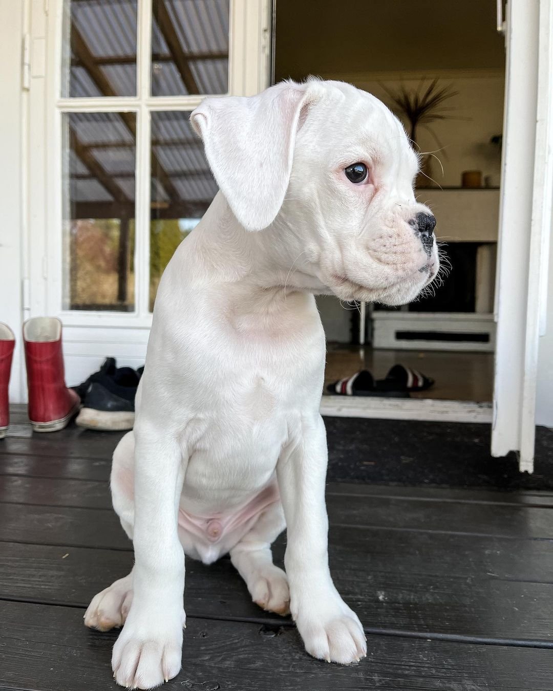 boxer puppies for sale-brindleboxerpuppieshome