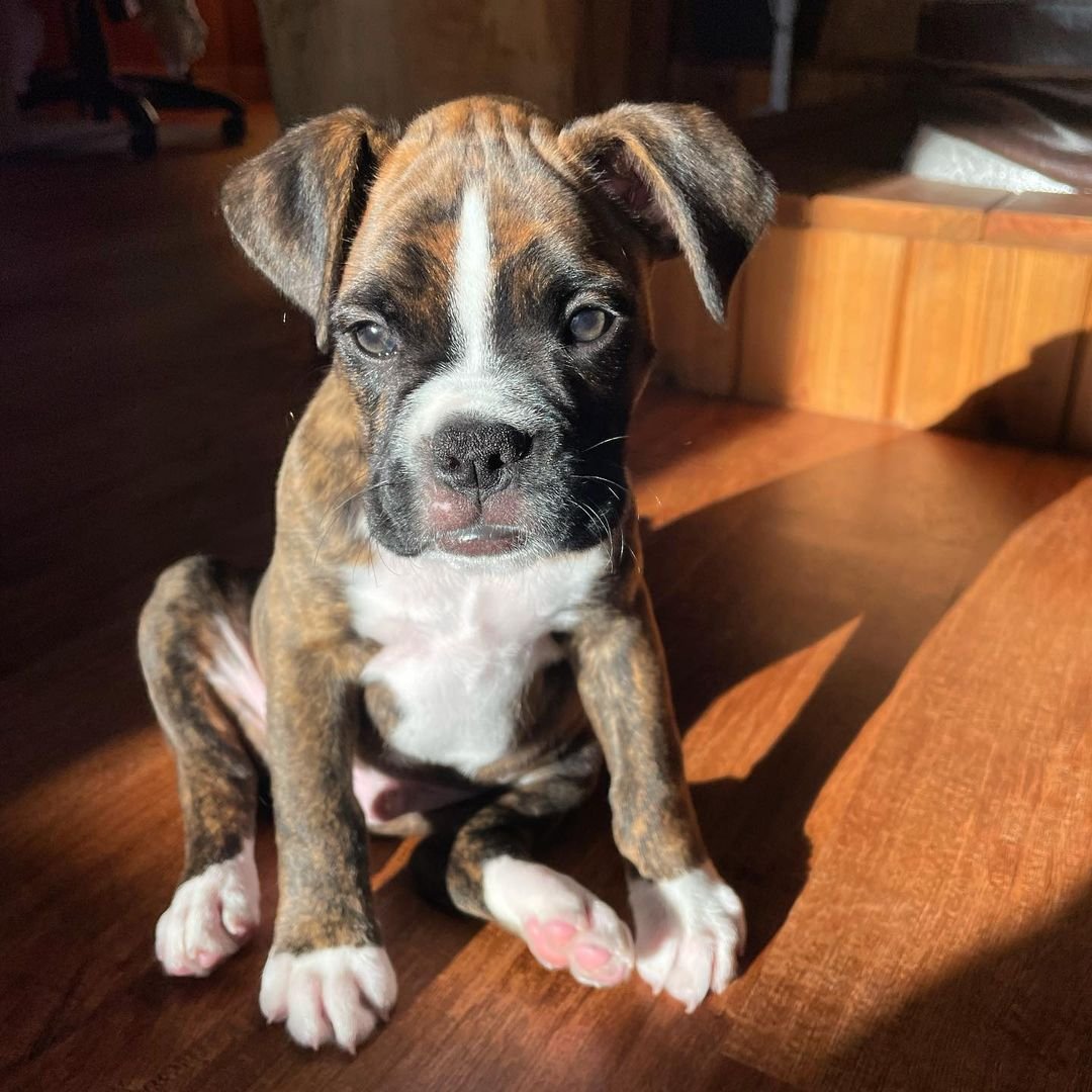 boxer puppies for sale-brindleboxerpuppieshome