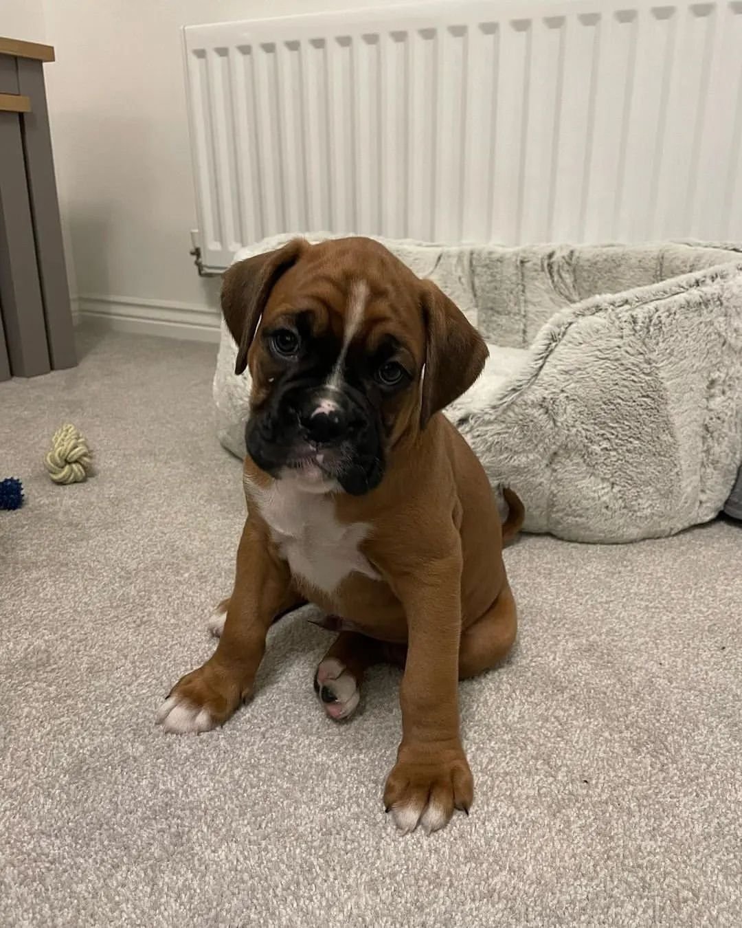 boxer puppies for sale-brindleboxerpuppieshome