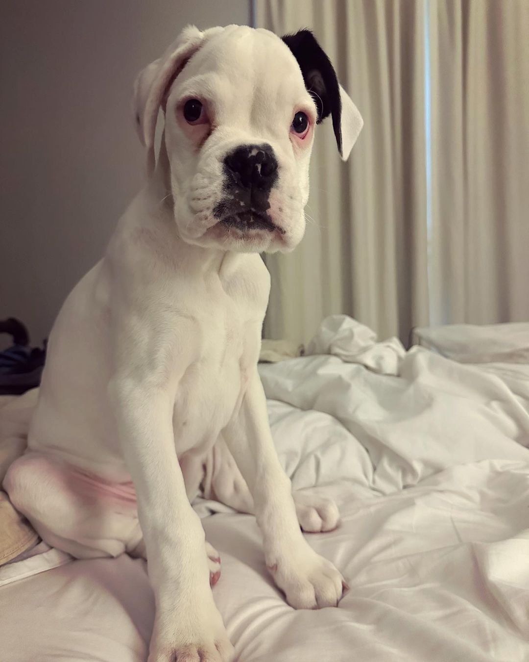 boxer puppies for sale-brindleboxerpuppieshome